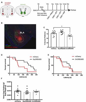 Activation of Basolateral Amygdala to Nucleus Accumbens Projection Neurons Attenuates Chronic Corticosterone-Induced Behavioral Deficits in Male Mice